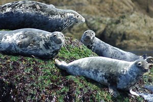 Escape to Pembrokeshire - Netmums