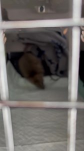 A perfect FAST release. This little hispid cotton rat came in a few weeks ago after being attacked by a dog and surviving. She had some issues with the backend, but Cage rest of medication obviously did the trick. I realized she was ready to go yesterday when she chewed a giant hole in the top of the container, very heavy plastic was on one side and heavy metal was on the other. So thank God it was feed/cage clean day or she woulda been loose in the hospital. Never underestimate the teeth of a r