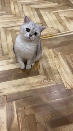 A cat with big eyes and chopsticks