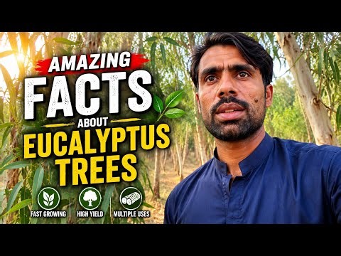 Amazing Facts About Eucalyptus Trees