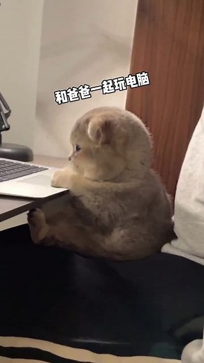 Cats Playing on Computers: A Global Delight