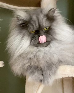 1.2K views · 264 reactions | How to properly boop a Junie: | Juno The Angry Cat | Facebook