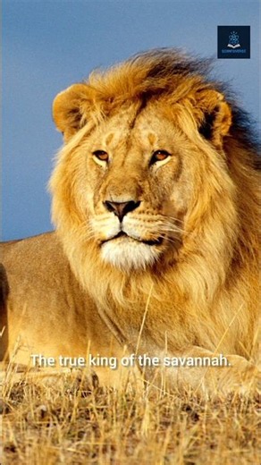 🐆🔥 The 6 Largest Felines in the World – Size, Power & Dominance of Big Cats