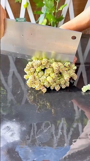 How to Propagate Succulents for Beginners (Easy Step-by-Step) 🌱