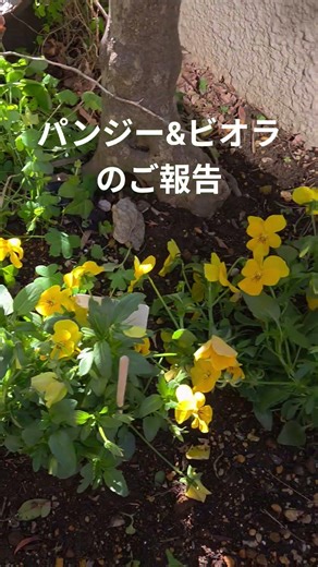 #畑の達人に聞けない時間 パンジー&ビオラのご報告 概要欄に書いてあるよー🤗202604