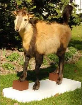 Le Dahu du Dauphiné 🐐