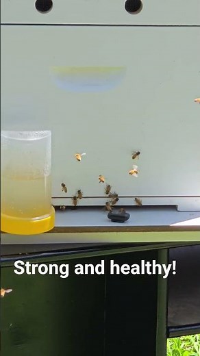 The sound of a strong, healthy hive #bee #asmr