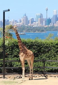 Visiter Sydney en 1 semaine, TOP activités et itinéraire