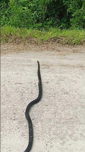Longest Missouri Rat Snake
