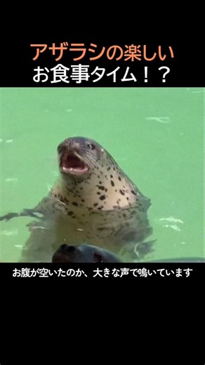 アザラシのかわいいごはんアピール！？