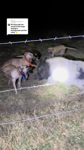 Hog Hunting Adventures in Texas with Black Mouth Curs