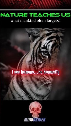 Lion Vs Tiger (HUMANITY 💀)