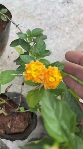 Lantana camara #plants #garden #gardening #lantanacamara