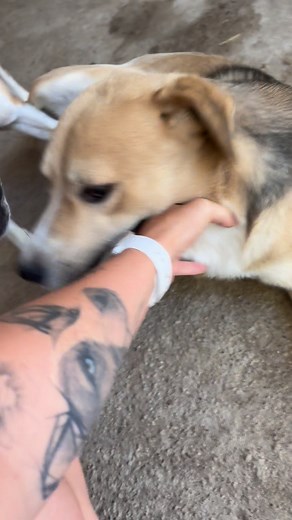 Ist er nicht einfach hinreißend? 🥰 Balto 💙 ein agiler, lebensfroher Rüde, der dringend ein Zuhause sucht!🏠 Der ca. 1,5 Jahre alte und etwa 45 cm große Balto war gemeinsam mit seinem Freund Pino untergebracht. Pino durfte inzwischen in sein eigenes Zuhause ziehen und Balto blieb allein zurück 😔 Seitdem ist er traurig, denn ihm fehlt nicht nur sein bester Freund, sondern auch sein täglicher Spielpartner 💔 Er gehört dringend raus aus dem Zwinger und hinein in ein aktives, liebevolles Leben! Ba