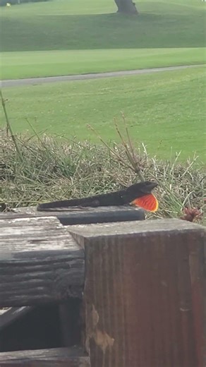 Male Anole lizard displaying his dewlap on Maui. #lizard #maui #golf #tropic