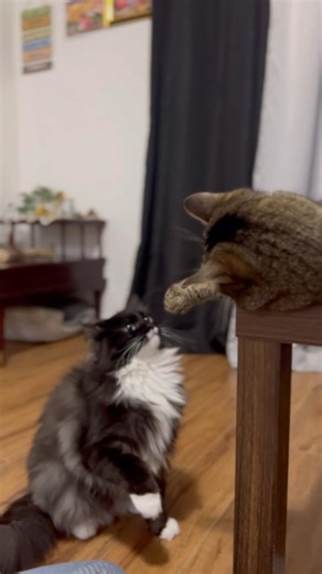 Simba vs Amora 😺🤺 #cat #trending #dailyshorts #youtubeshorts #pets #canada #canadadiaries