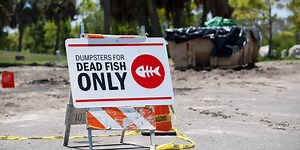 Red tide tracker: Florida beaches face red tide threat as travelers head south in search of sunshine
