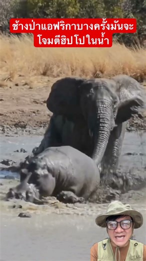 African bush elephants sometimes attack hippos in the water.