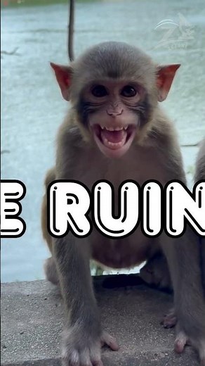 Baby Monkey 🐵🐵 gets offended after being caught Peeing ! #shorts