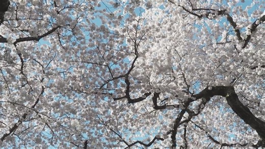 Tool to better predict timing of cherry blossom bloom at UW nears completion