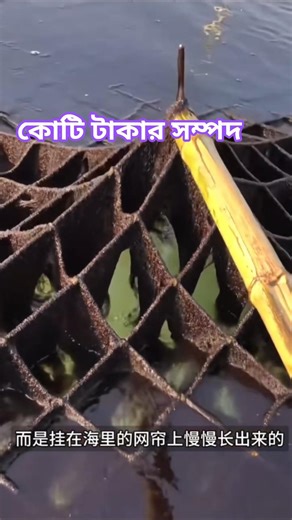 Why People Grow Black Seaweed on Nets? 🌊 | Medicinal & Industrial Uses Explained