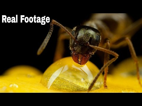 How to Do Micro Photography With Your Mobile Phone