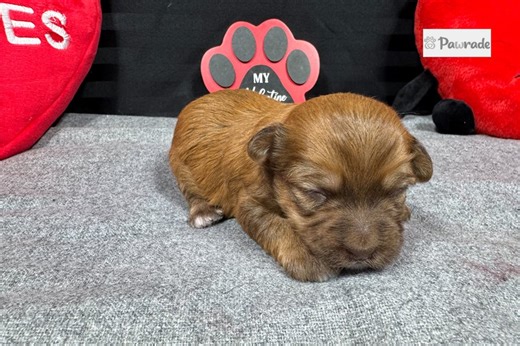 Foxx - Havapoo Puppy EAE5A9