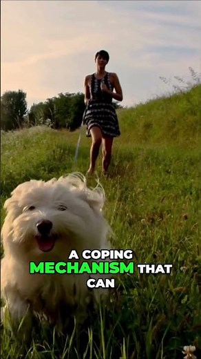 🤩 The Psychology Behind Dogs' Licking Behavior: Understanding Canine Well Being