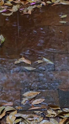 Rain Falling on Autumn Leaves 🍂 Relaxing Rain Sounds