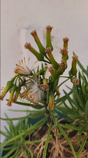 Seed Dispersal by Wind