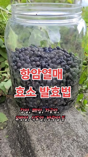 #항암치료 #edutainmentfund #틱톡쌤 #틱톡교실 #브릿지엑스 #까마중 #까마중효능 #약초공부 #약초교실 #약초이야기 #산약초 #좋은영상 #인기영상 #월노 #약용식물