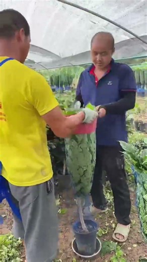 Packing Tree Seedlings Safely for Shipping #PlantCare #shortvideo #fypシ