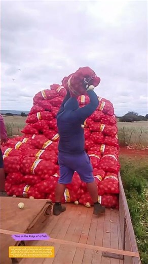 How Field Hands Toss Bulb Sacks onto a Stacked Truck Bed