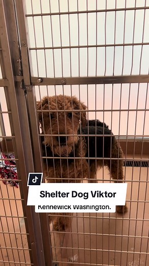 Adopt an Airedale Terrier at Benton Franklin Humane Society