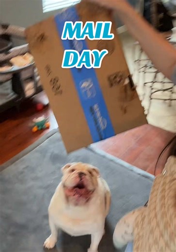 Jupiter the Bulldog's Online Shopping Addiction