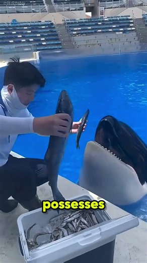 This Orca Smarter Than You Think 🐋✨