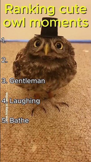 Ranking Cute Owl Moments