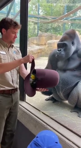Zookeeper Performs Magic, Silverback Gorilla Claps in Amazement!