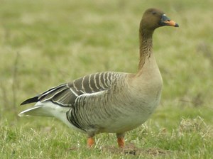 Bean goose - Alchetron, The Free Social Encyclopedia