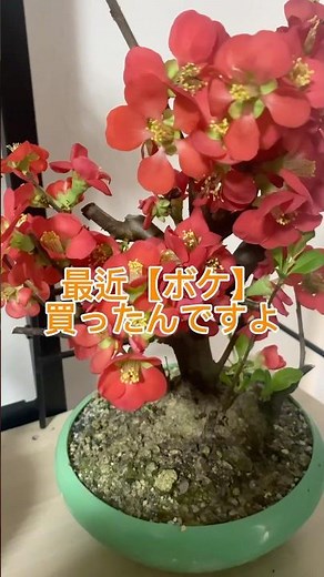 [Bokeh] is a plant that grows leaves after the flowers have finished blooming.