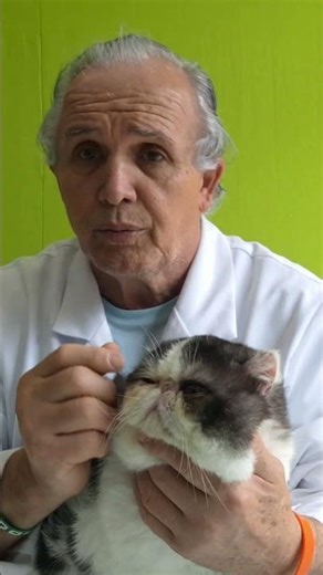 Pyoderma in cats. #kitty #kittens #gatinhos #cat #cats #gatos #tudosobrefelinos