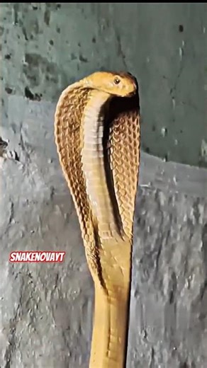 Cobra Strikes on Gas Tank 😱💀 | Viral Snake #shorts