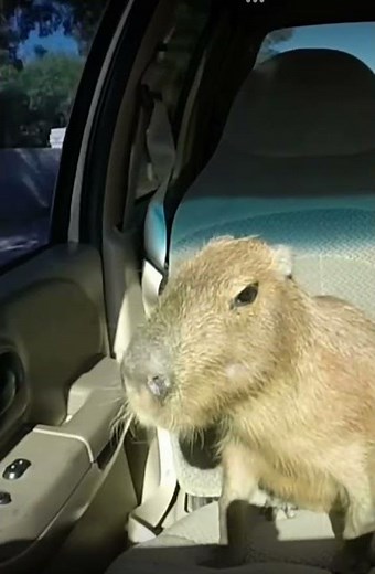 Capybara after a party.