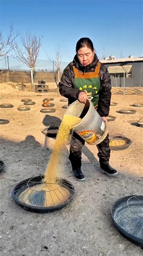 Easy tips for serving chicken farm food