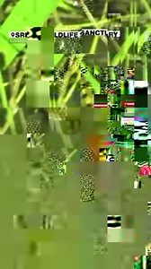 CROC SHOCK: Eight hatchlings from the world’s rarest crocodile species have been found in eastern Cambodia. The baby Siamese crocodiles are listed as critically endangered and had all but disappeared by the 1990s due to a combination of factors including poaching, habitat destruction and cross-breeding with other crocodile species. https://abcn.ws/3AzJNrC | ABC News