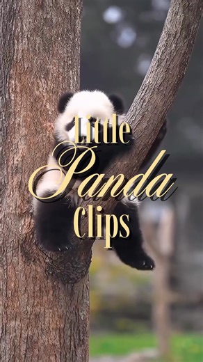 Panda clips 🐼❤️ #pandalove #panda #pandasong #pandas #babyanimals #cute #animals #funny #cuteanimal
