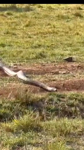 1.3K views | #animals #wildanimals #python #fyp | Natural Life | Facebook