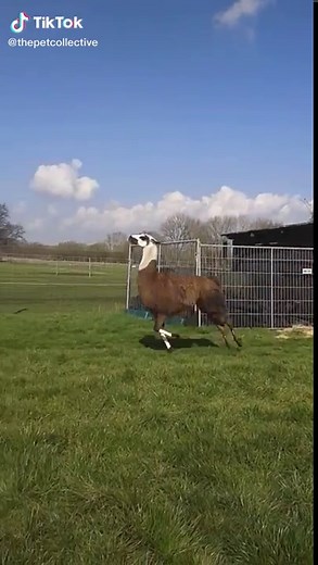 Zero Drama Llama Bouncing Video | Adorable Pet Compilations
