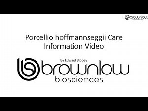 Porcellio hoffmannseggii Care Information - Brownlow BioSciences