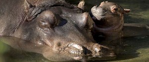 Meet the adorable baby hippo born at Disney's Animal Kingdom